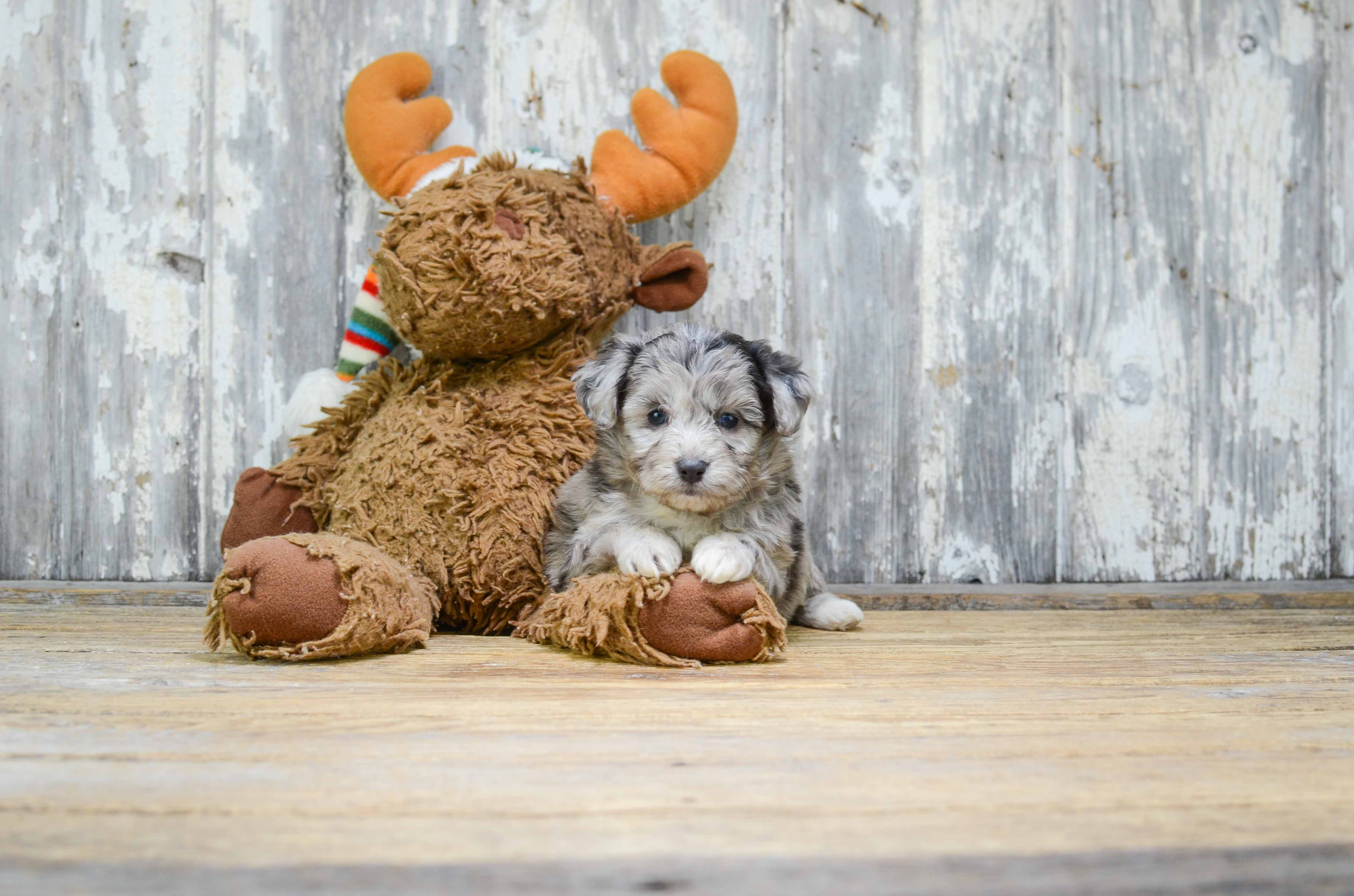 Best Mini Aussiedoodle Baby