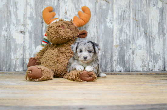 Best Mini Aussiedoodle Baby