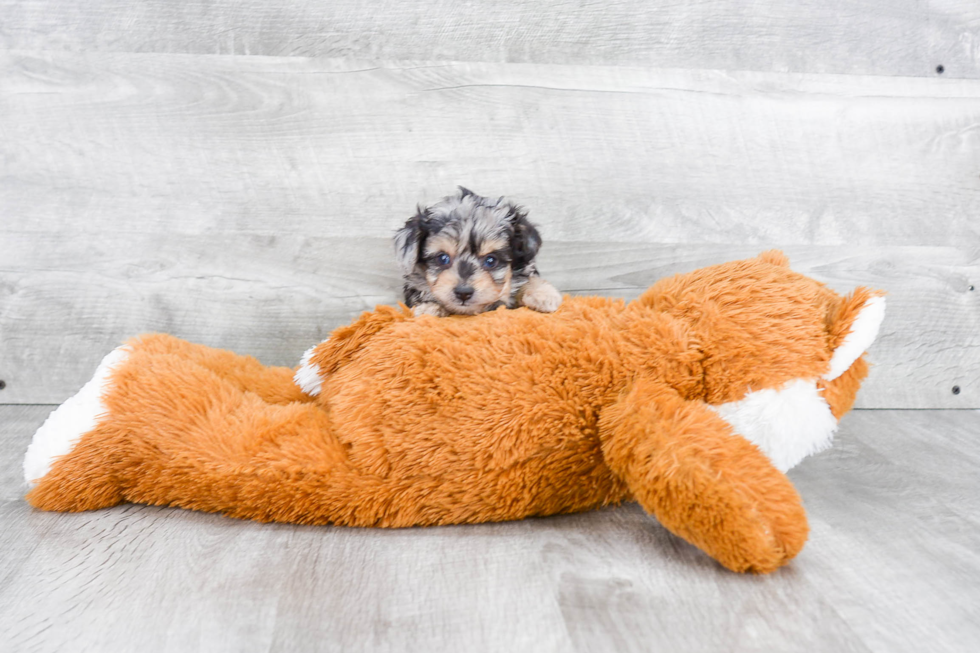 Smart Mini Aussiedoodle Poodle Mix Pup