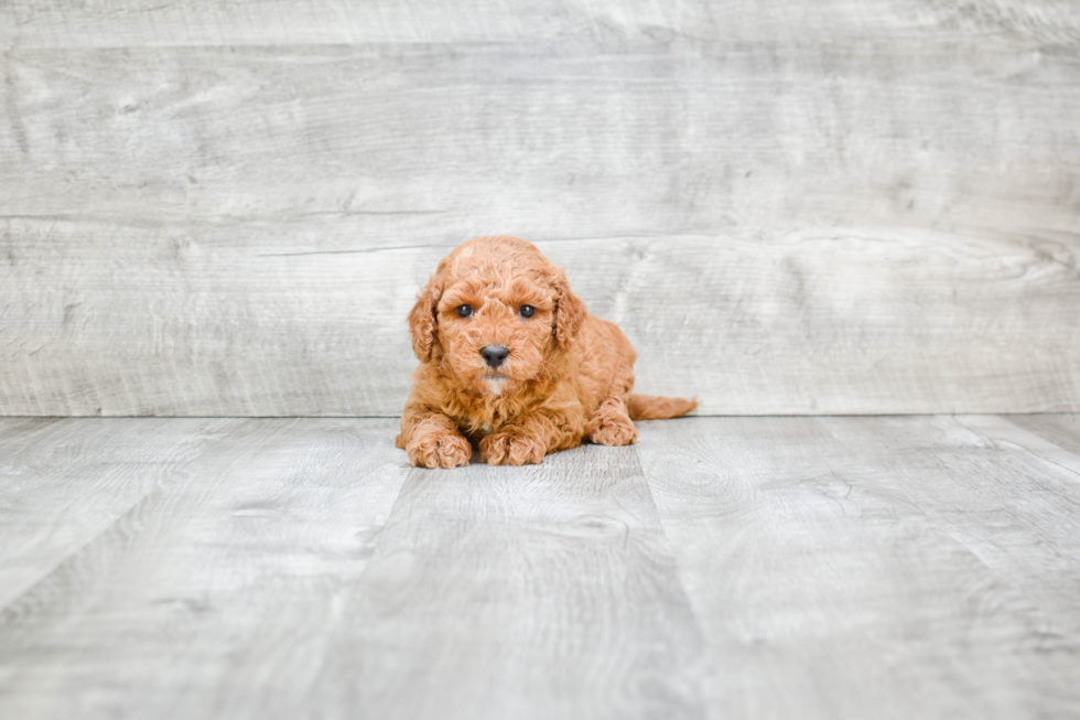 Best Mini Goldendoodle Baby