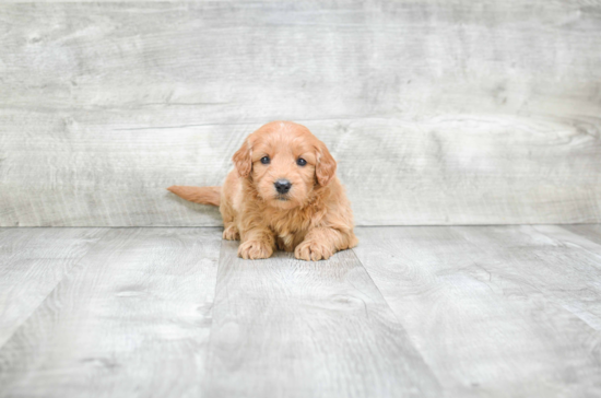 Mini Goldendoodle Puppy for Adoption