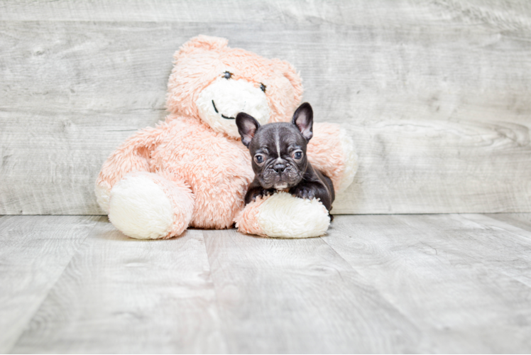 Petite Frenchie Purebred Puppy