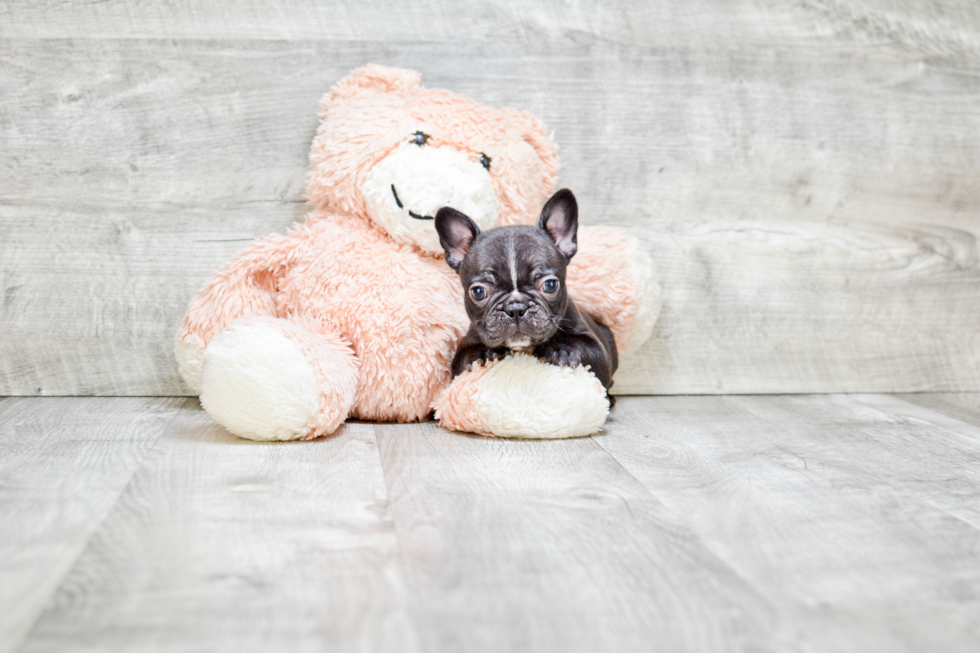 Petite Frenchie Purebred Puppy