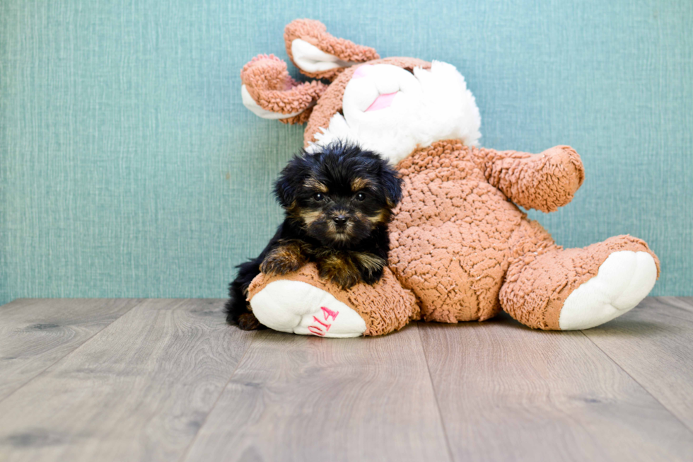 Meet Sasha - our Morkie Puppy Photo 