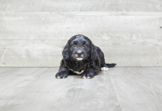 Adorable Mini Berniedoodle Poodle Mix Puppy