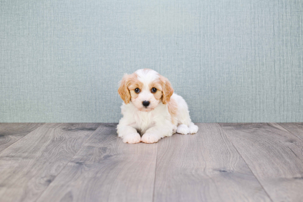 Petite Cavachon Designer Pup