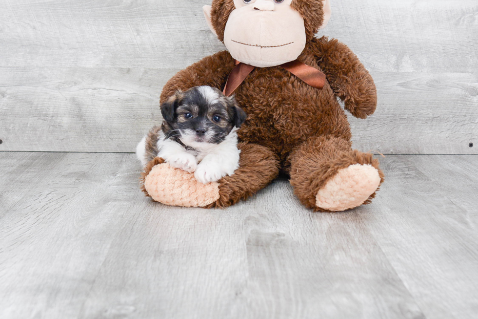 Popular Teddy Bear Designer Pup