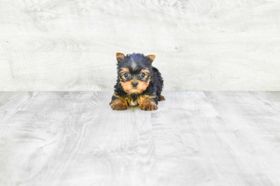 Meet Victoria - our Yorkshire Terrier Puppy Photo 