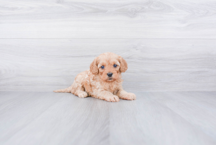 Little Cavoodle Poodle Mix Puppy