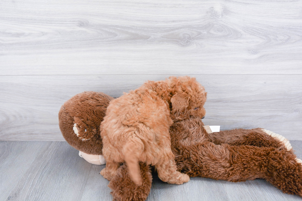 Mini Goldendoodle Pup Being Cute