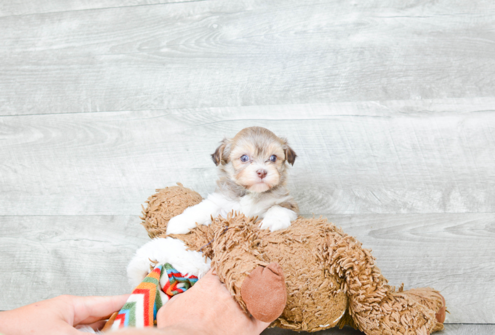 Havanese Puppy for Adoption