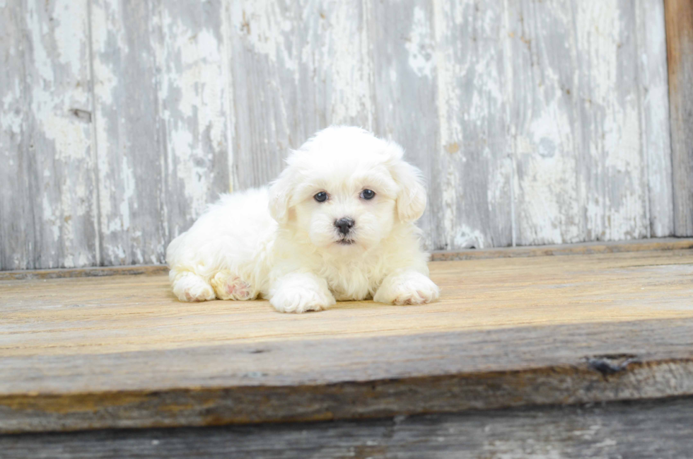 Friendly Teddy Bear Baby