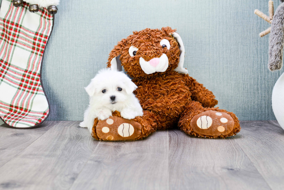 Maltese Pup Being Cute