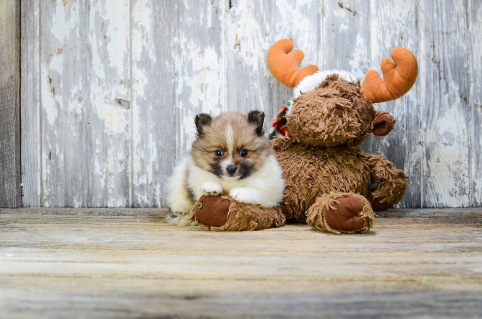 Friendly Pomeranian Purebred Pup