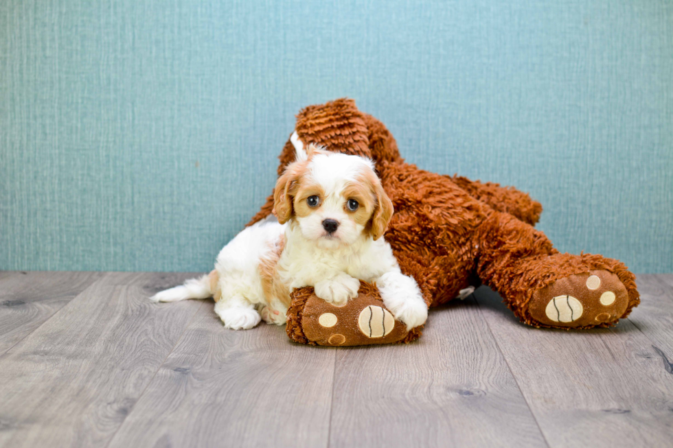 Best Cavalier King Charles Spaniel Baby