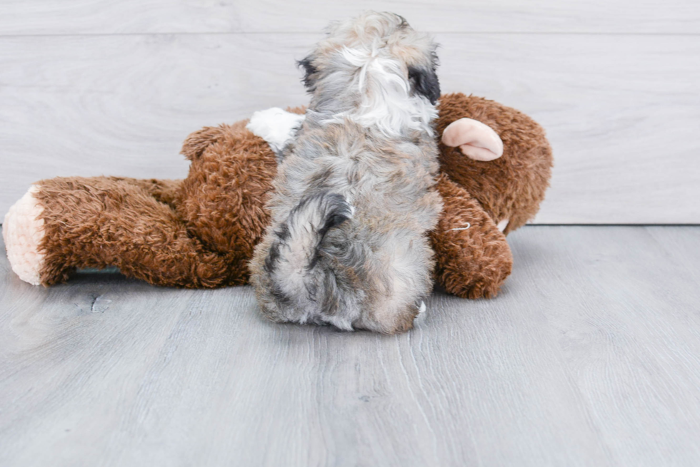 Petite Havanese Purebred Puppy