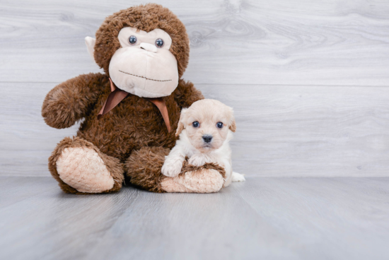 Cute Cavachon Baby