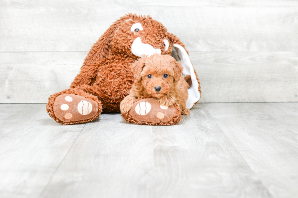 Friendly Cavapoo Baby