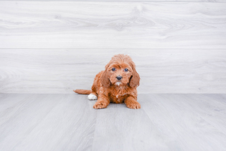 Fluffy Cavapoo Poodle Mix Pup