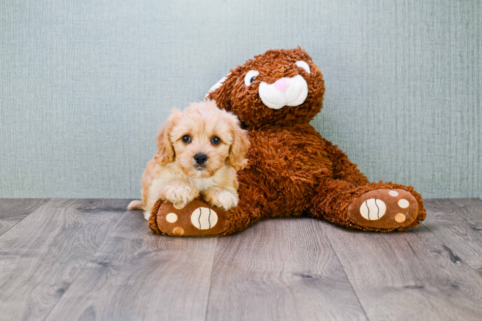 Cavapoo Puppy for Adoption