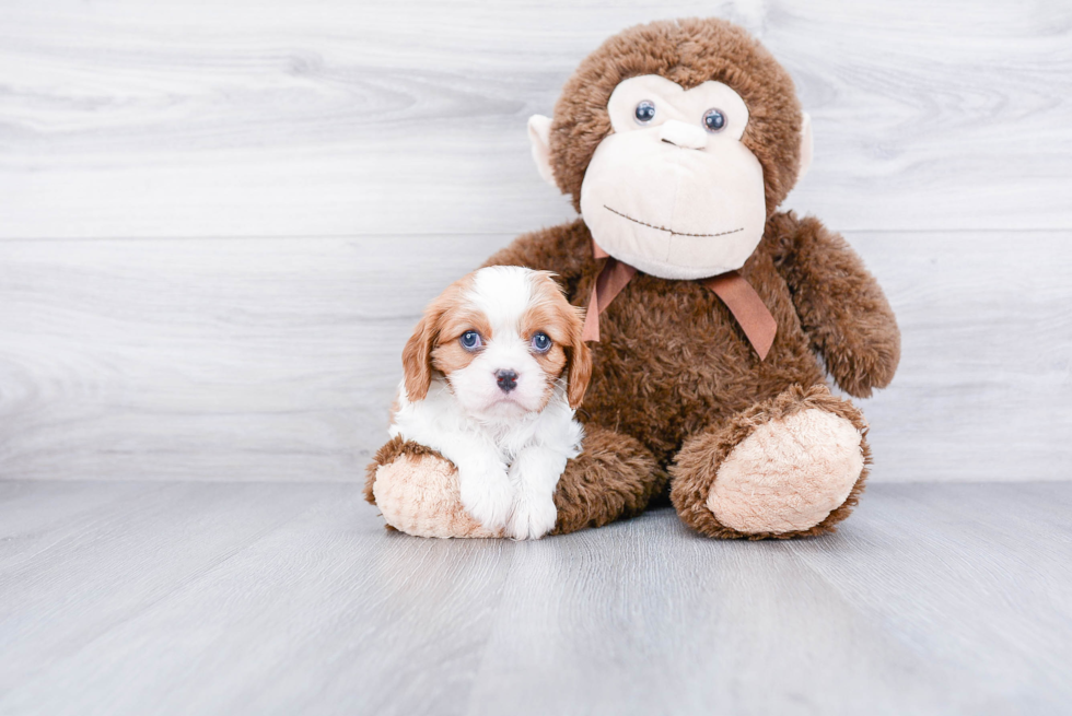 Akc Registered Cavalier King Charles Spaniel Baby