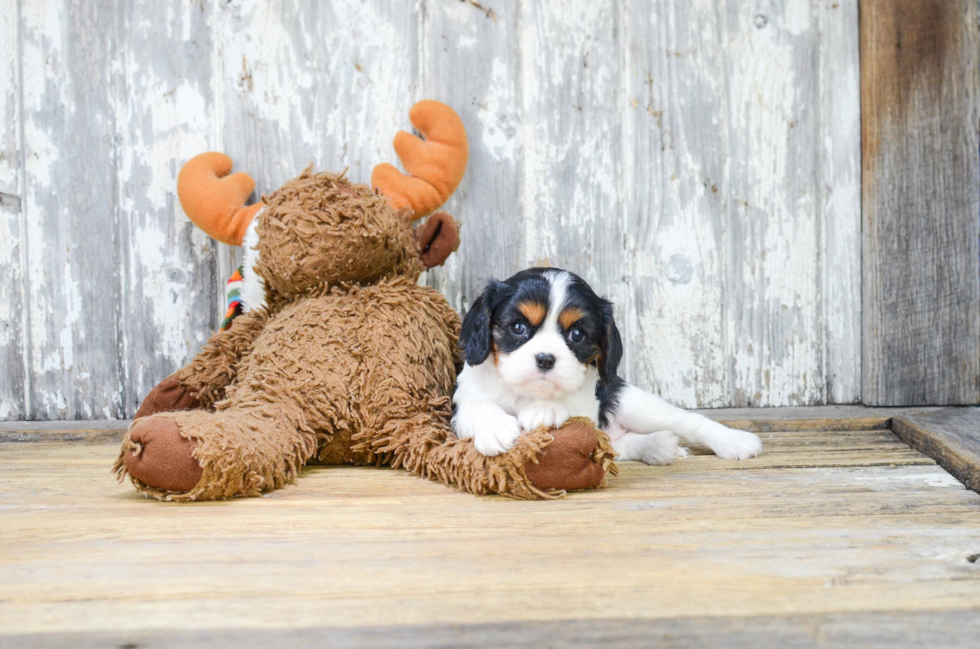 Smart Cavalier King Charles Spaniel Purebred Puppy