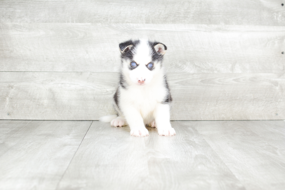 Cute Pomsky Baby