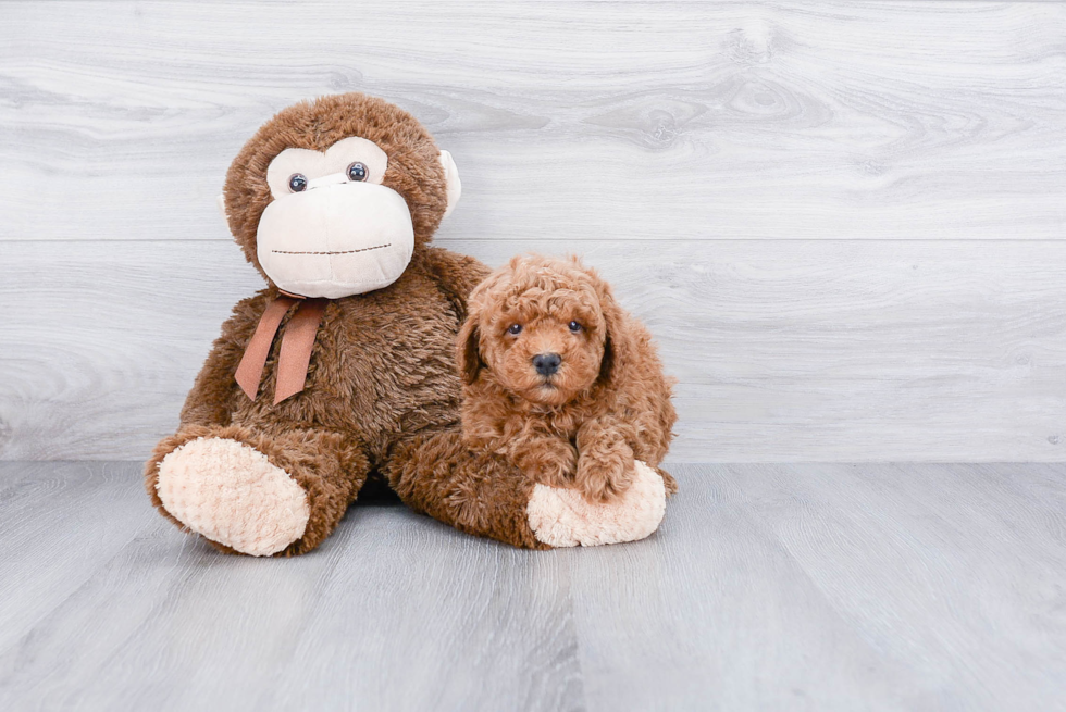 Energetic Cavoodle Poodle Mix Puppy