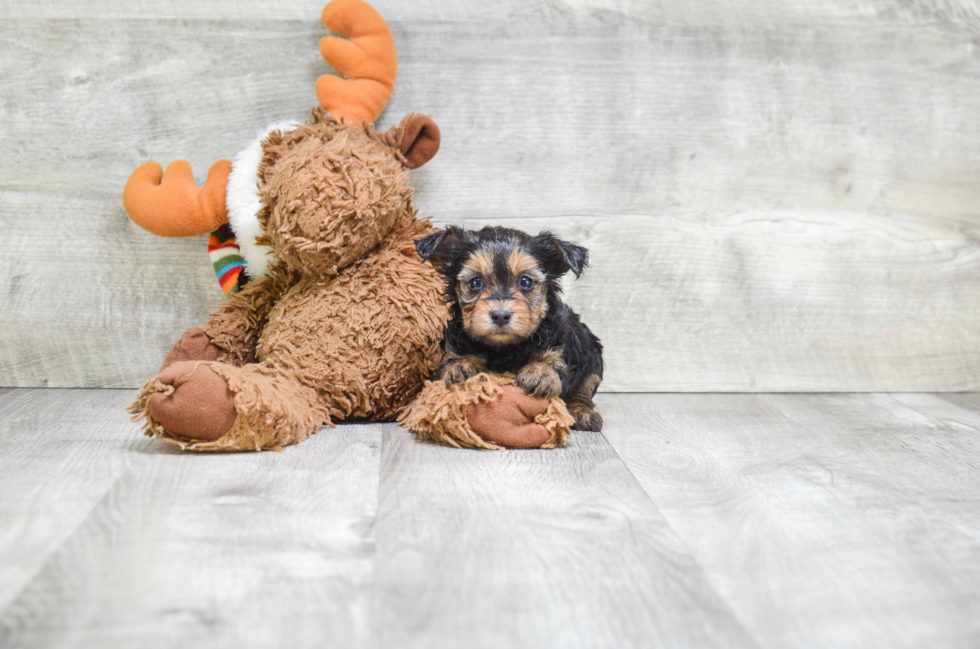 Cute Yorkie Poo Baby