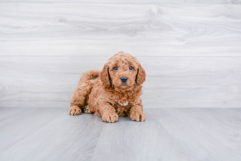 Popular Mini Goldendoodle Poodle Mix Pup