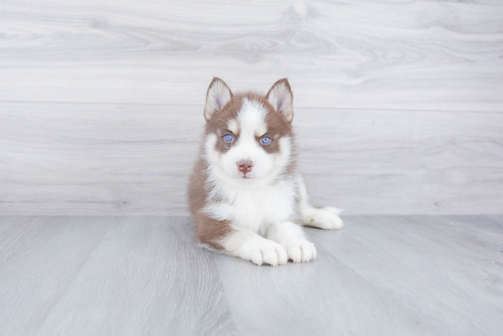 Energetic Mini Husky Designer Puppy