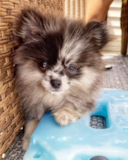 Sweet Pomeranian Purebred Pup