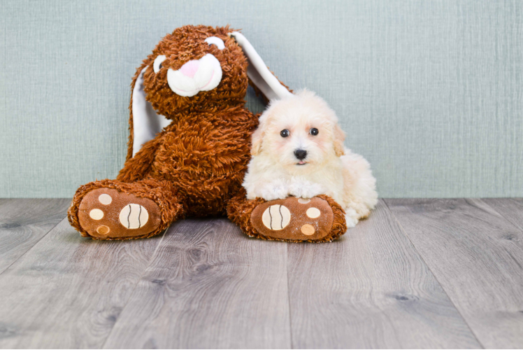 Maltipoo Puppy for Adoption