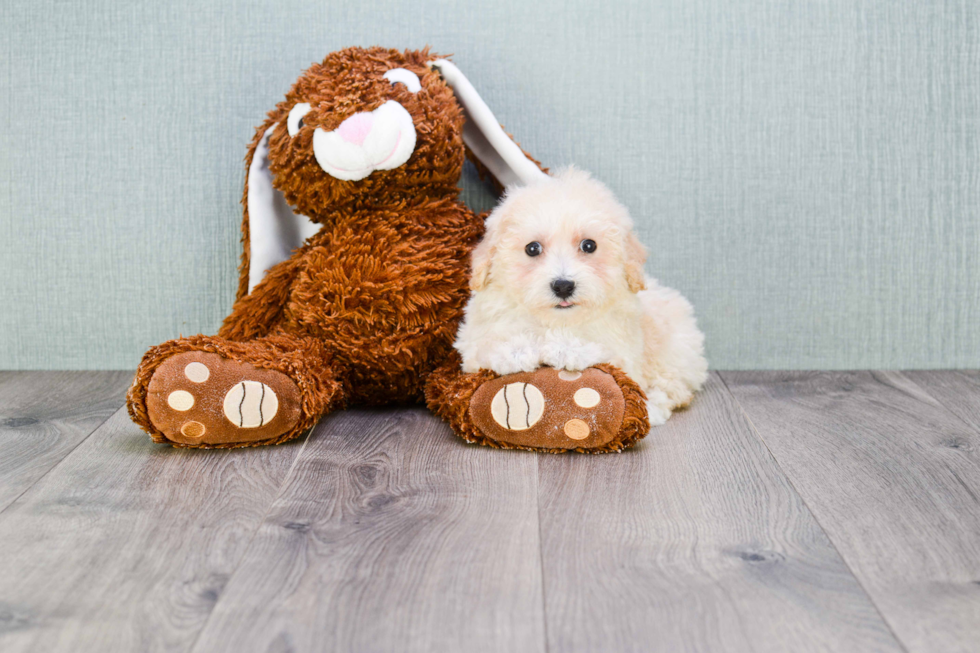 Maltipoo Puppy for Adoption