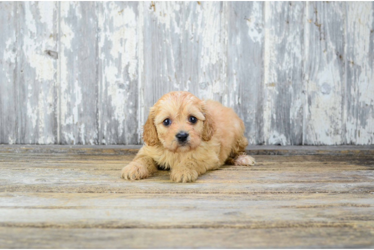 Energetic Cavalier Designer Puppy