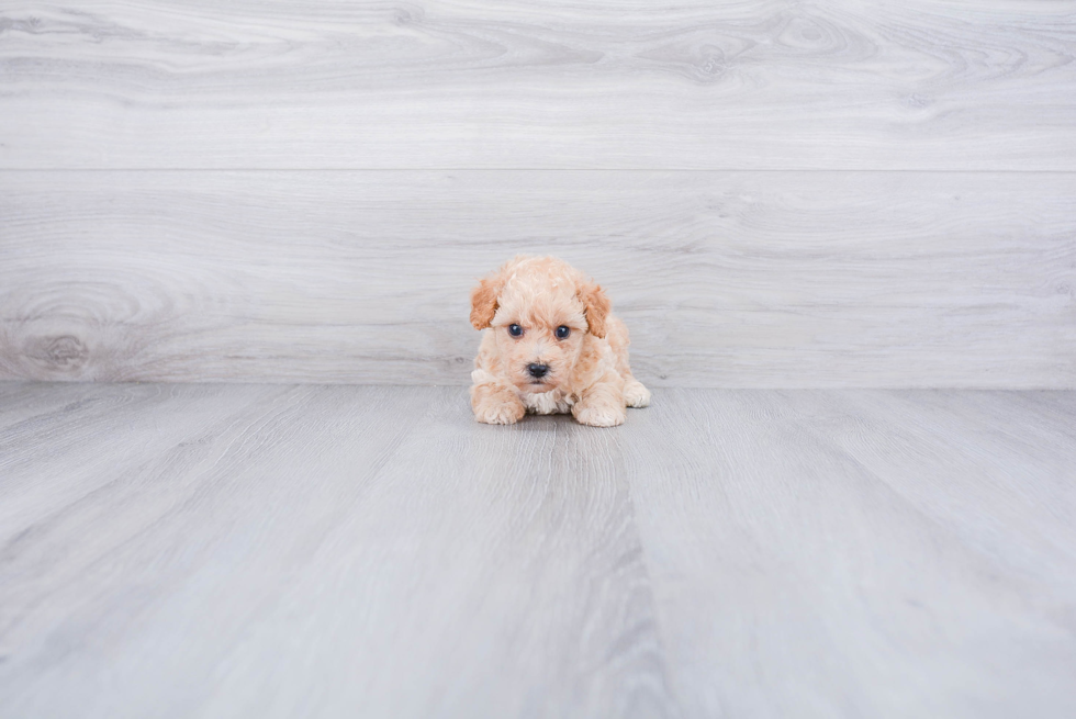 Cute Maltipoo Baby