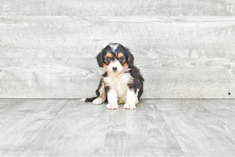 Funny Mini Bernedoodle Poodle Mix Pup