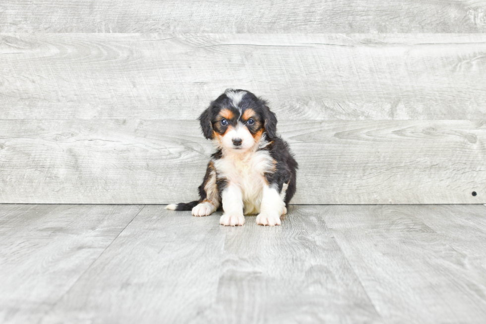 Funny Mini Bernedoodle Poodle Mix Pup