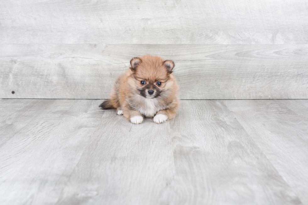 Petite Pomeranian Purebred Puppy