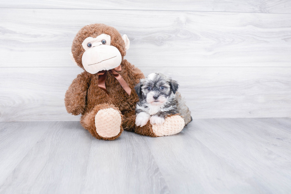 Small Havanese Baby