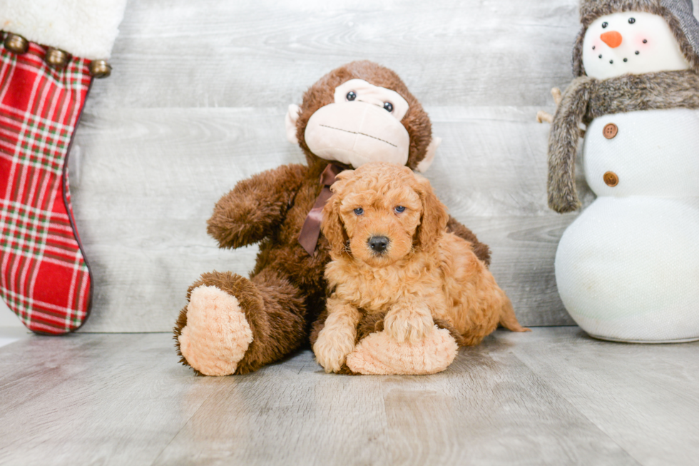 Mini Goldendoodle Puppy for Adoption