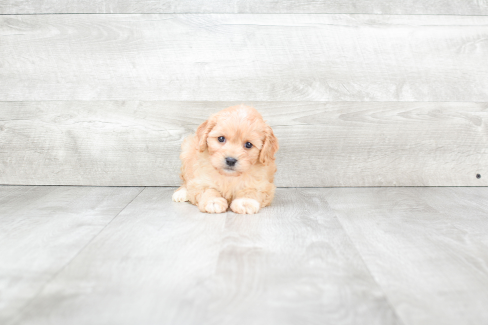 Cavachon Pup Being Cute