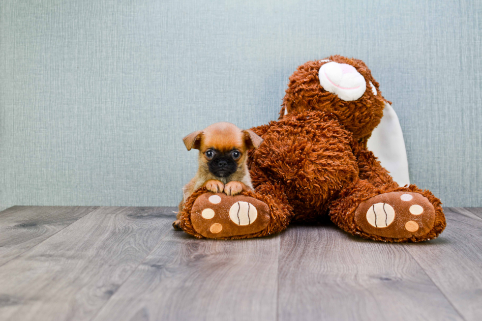 Cute Brussels Griffon Baby