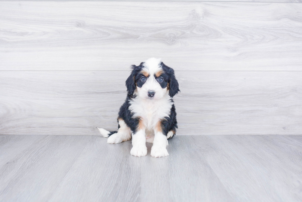 Friendly Mini Bernedoodle Baby