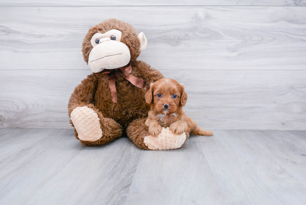 Petite Cavapoo Poodle Mix Pup