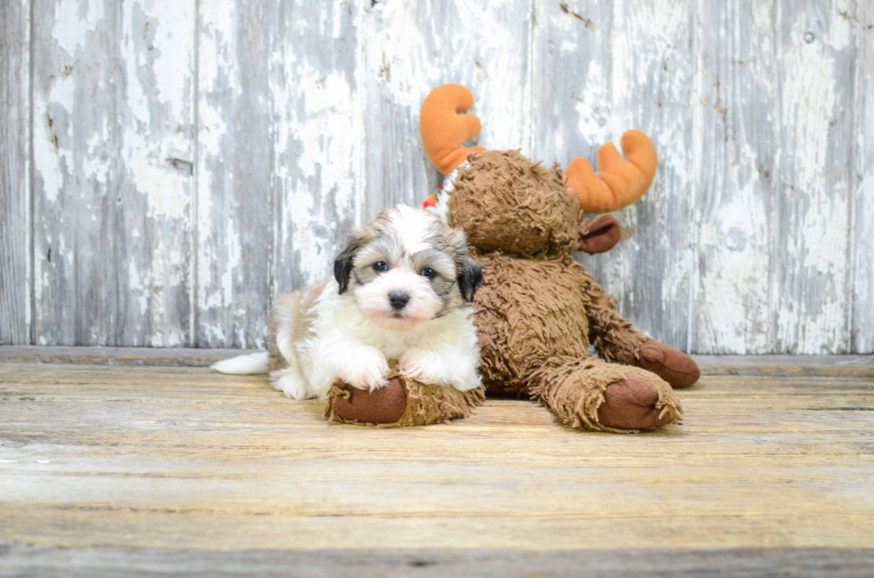 Smart Teddy Bear Designer Pup