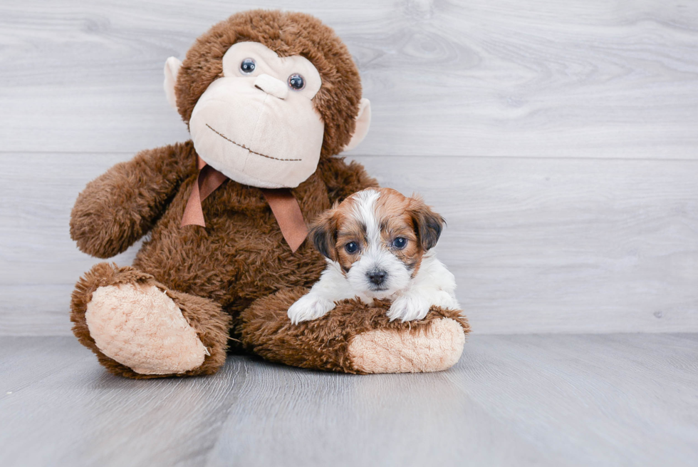 Teddy Bear Pup Being Cute