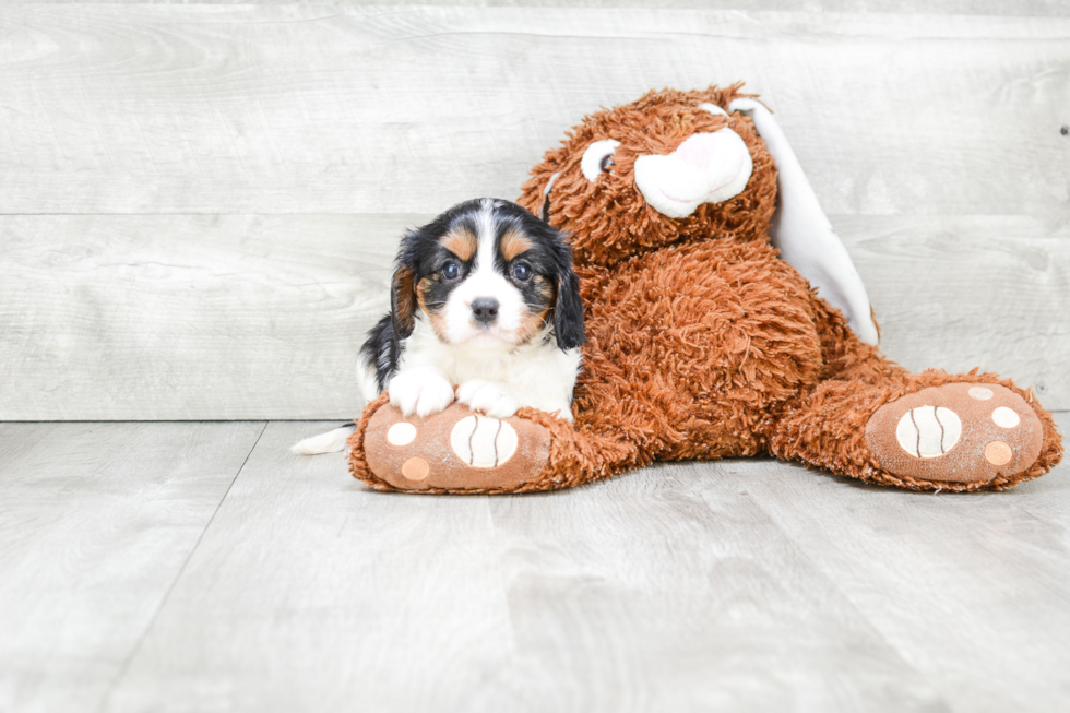 Cavalier King Charles Spaniel Puppy for Adoption