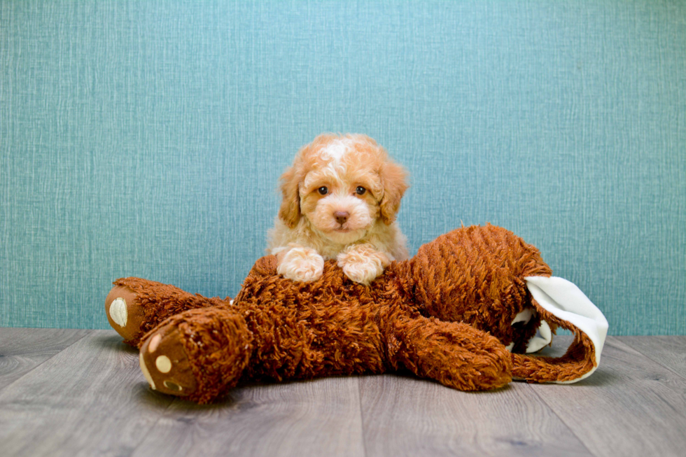 Hypoallergenic Cavoodle Poodle Mix Puppy