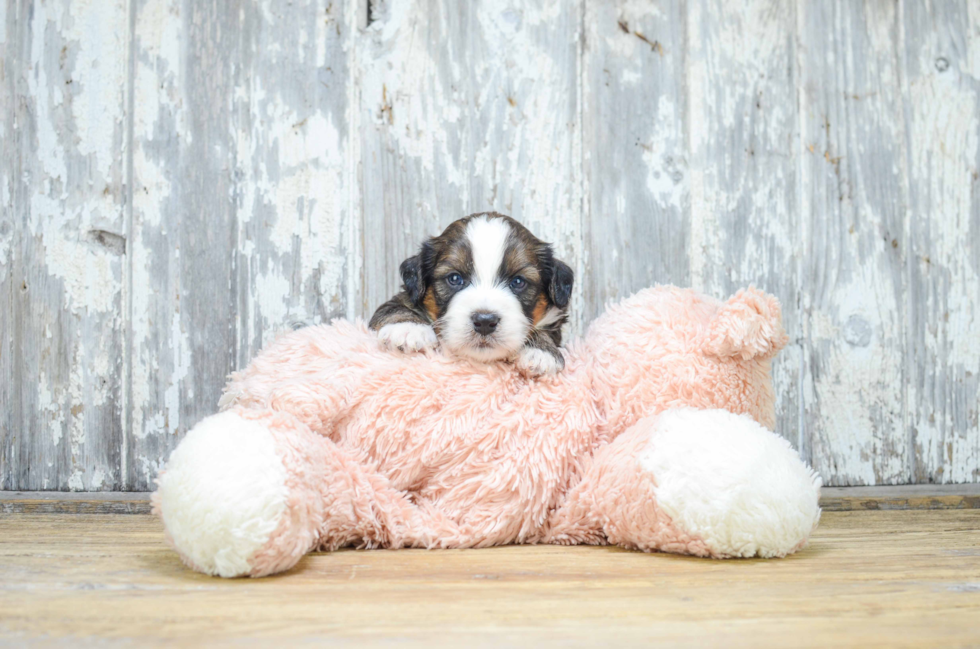 Playful Bernadoodle Poodle Mix Puppy